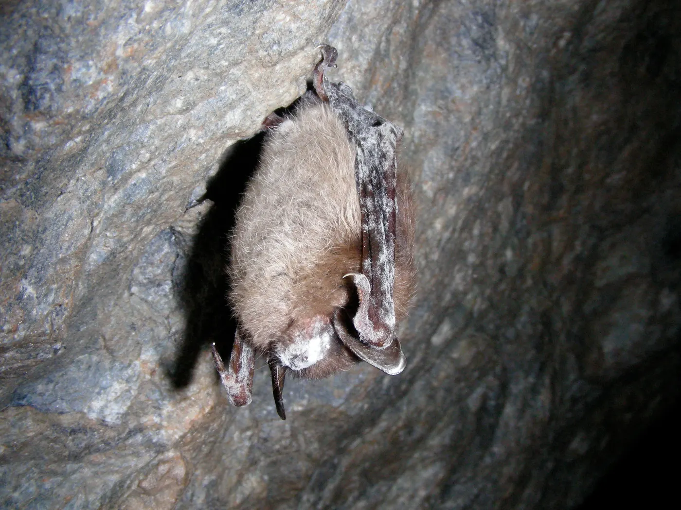 BAT/7 mayını