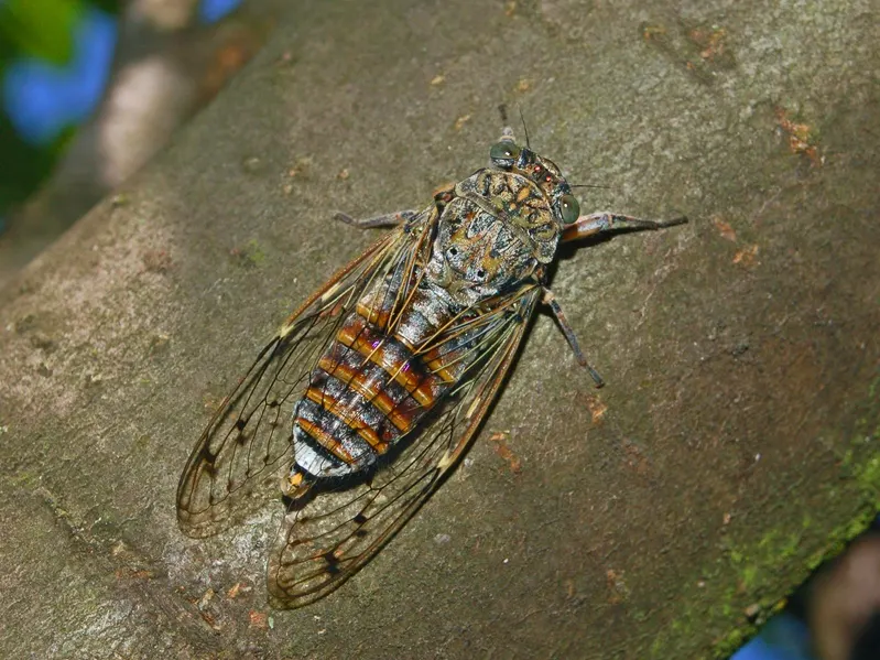 CICADA