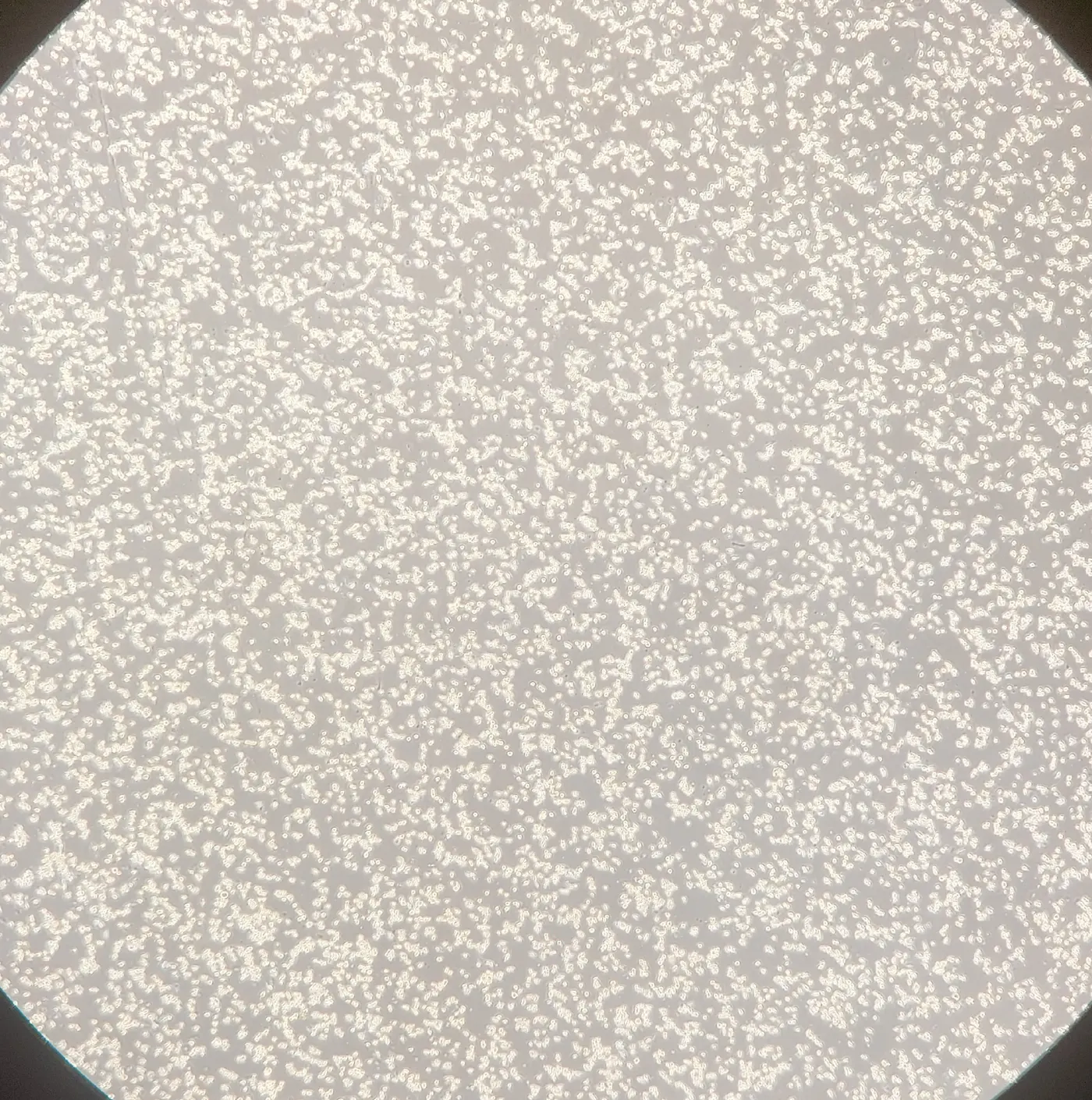 DF-1