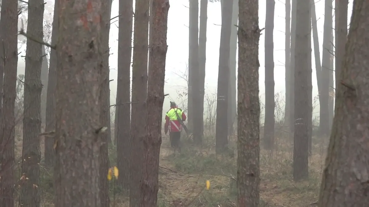 Driven boar hunt in a German forest