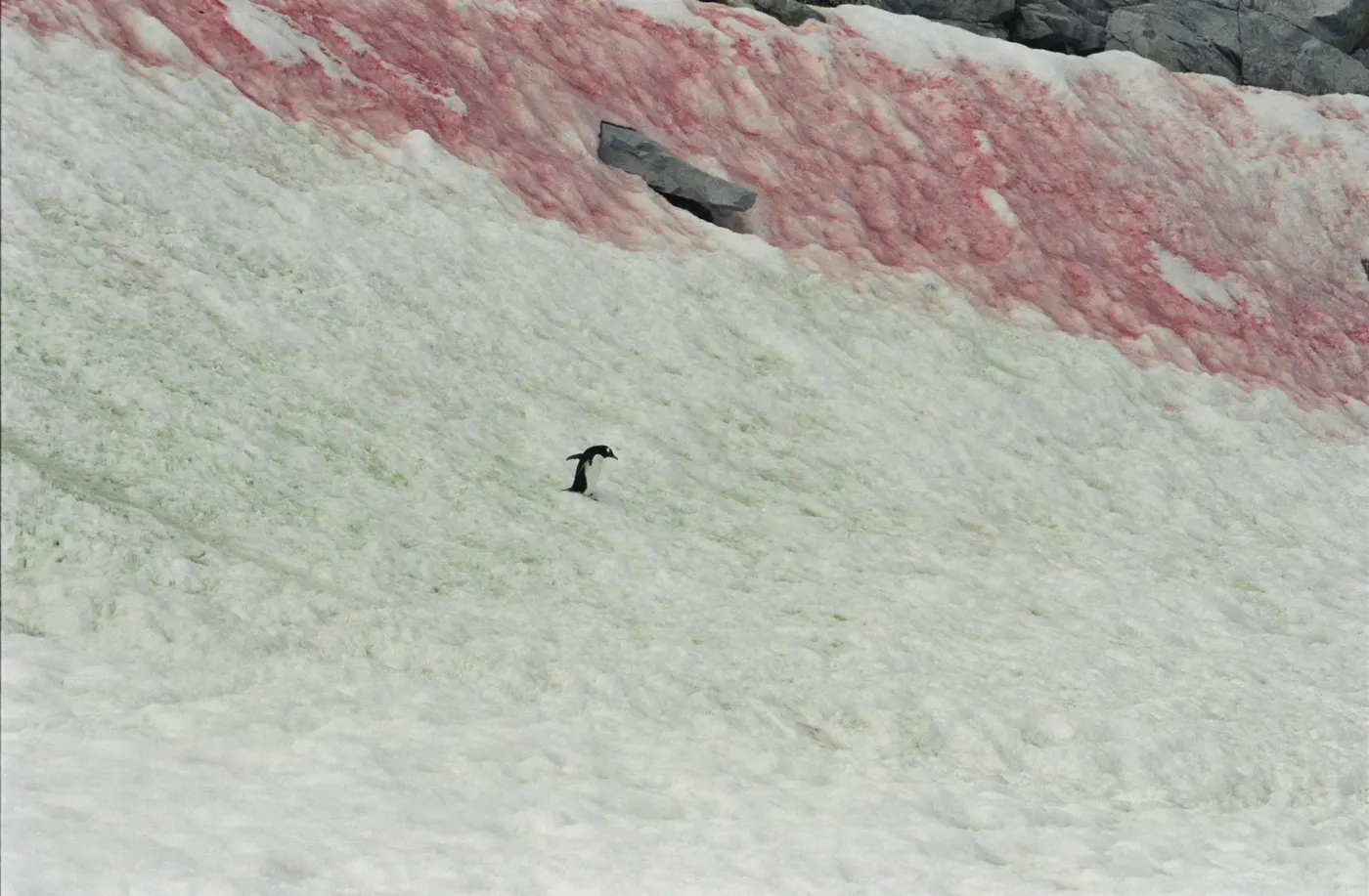 Red Snow