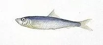 SPRAT
