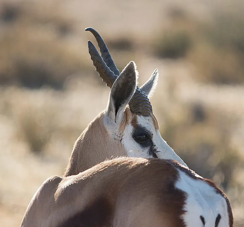 Springbuck