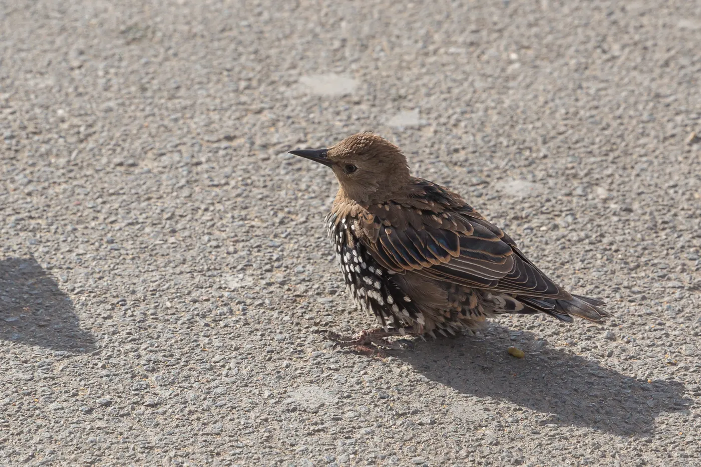 Starling