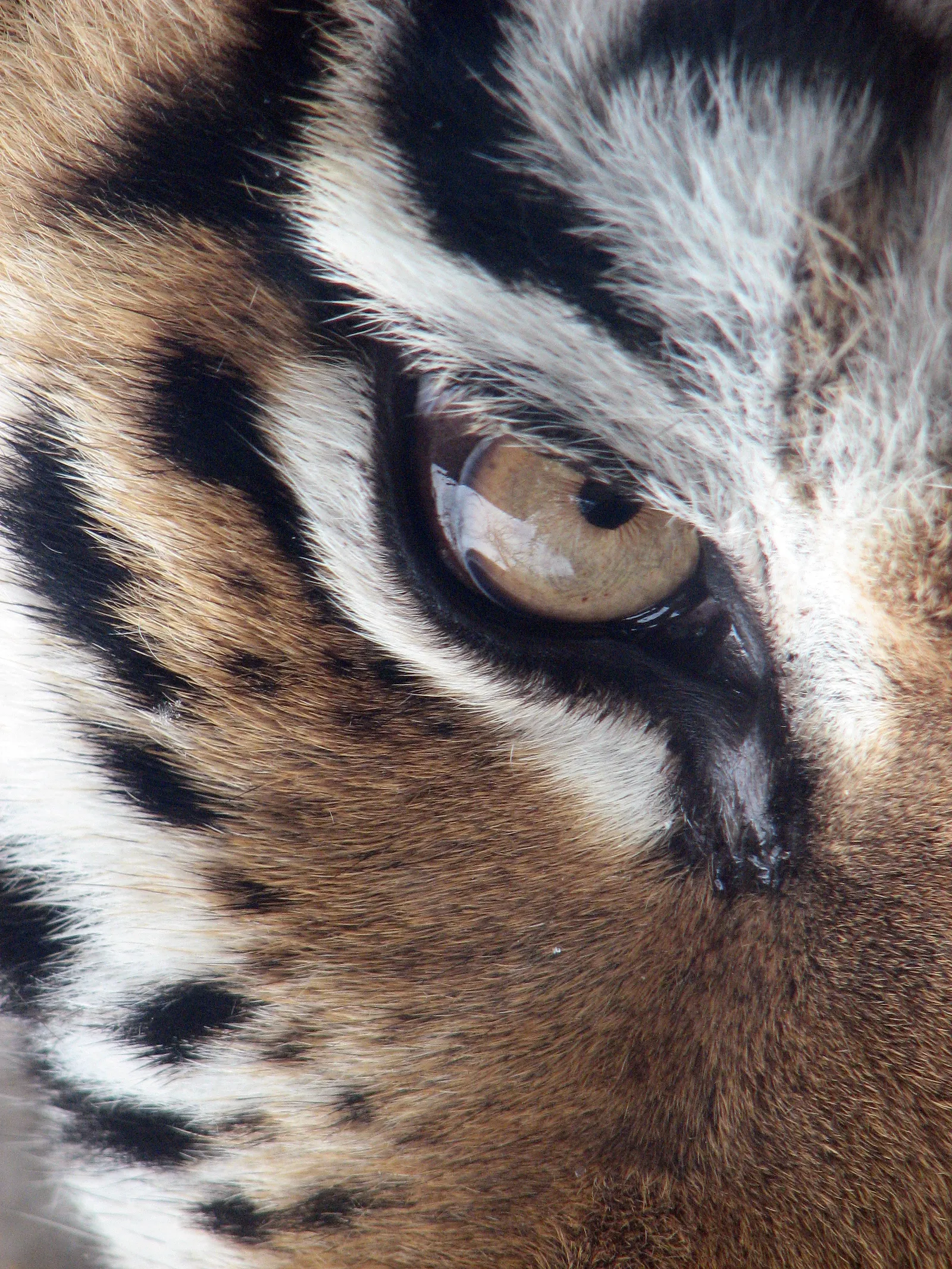 VK 4501 (P)