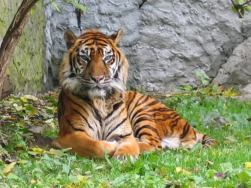 Tigris