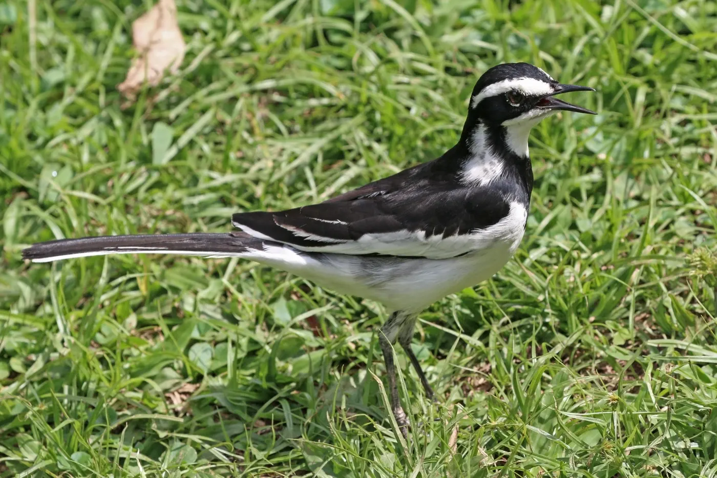 Wagtail