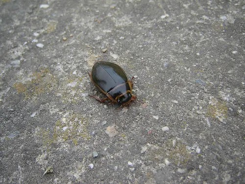 WaterBug